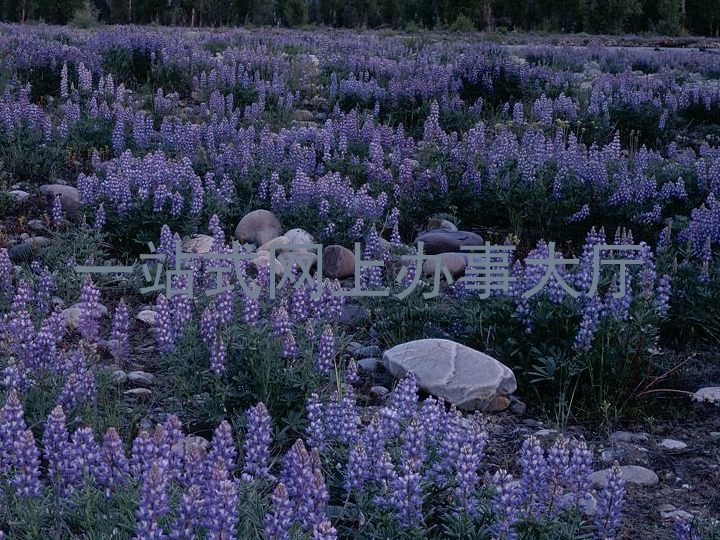 一站式网上办事大厅