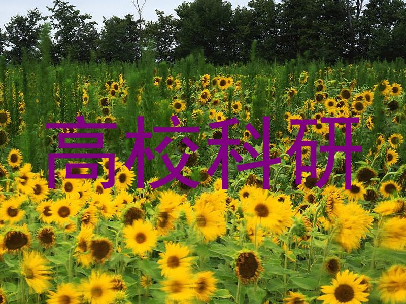 高校科研