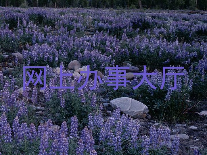 网上办事大厅