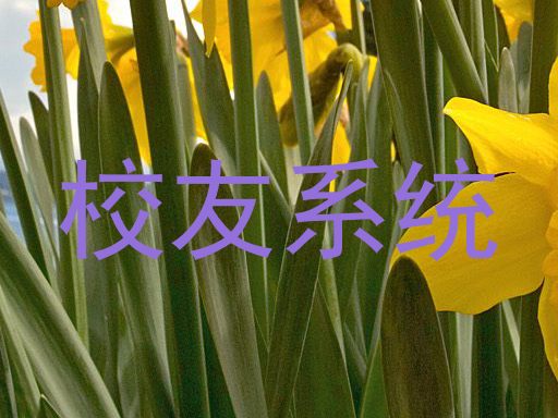 校友系统