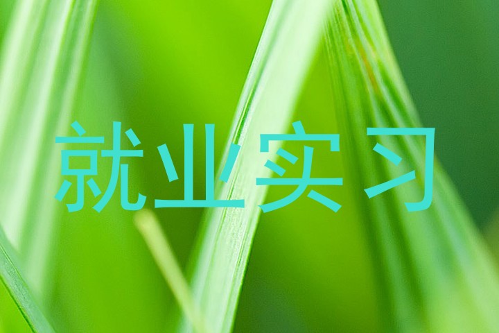 就业实习