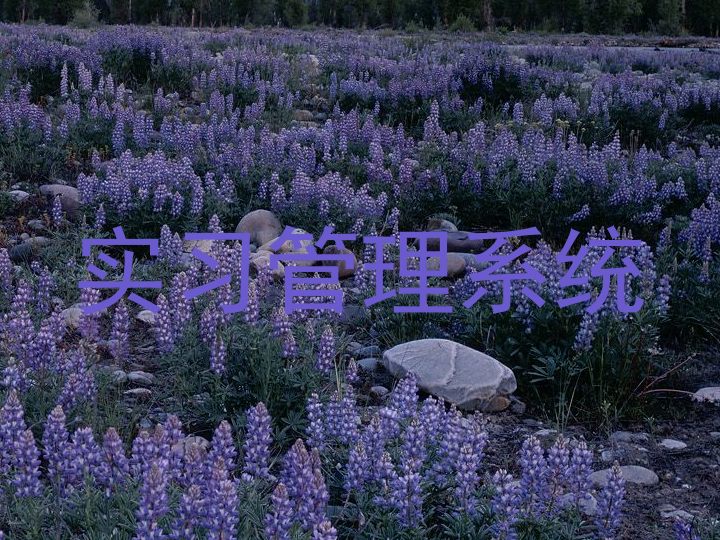实习管理系统