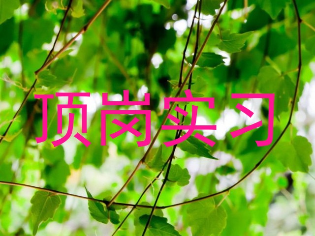 顶岗实习
