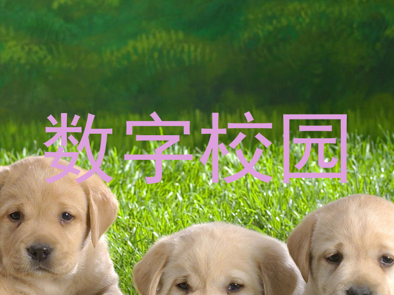 数字校园