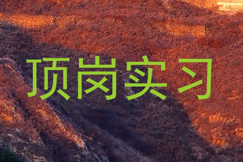 顶岗实习