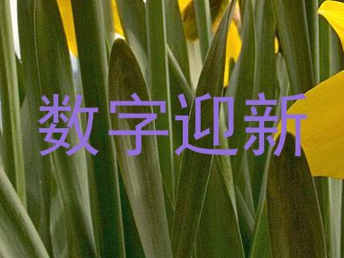 数字迎新