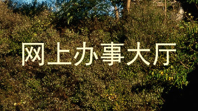 网上办事大厅