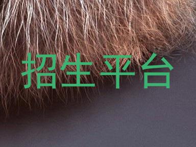 招生平台