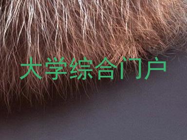 大学综合门户