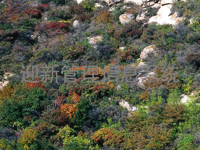 迎新管理信息系统