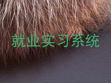 就业实习系统