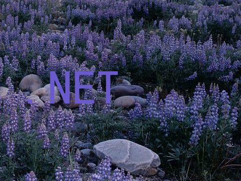 .NET