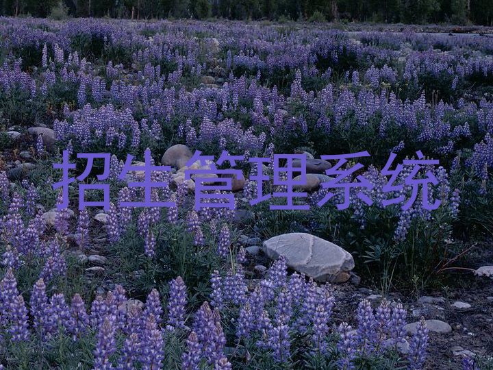 招生管理系统
