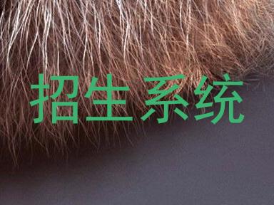 招生系统