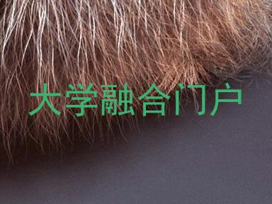 大学融合门户