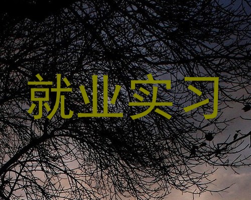 就业实习