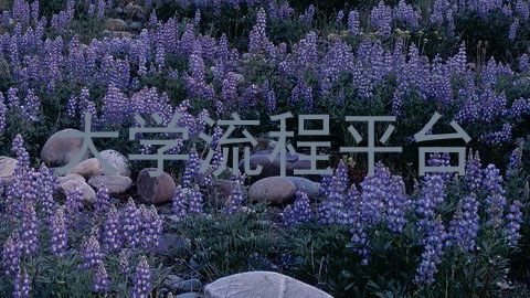 大学流程平台