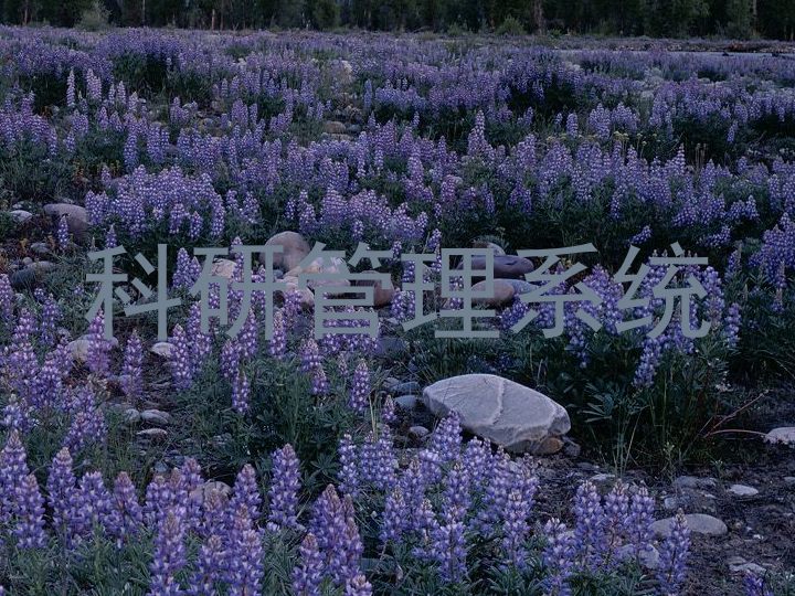 科研管理系统