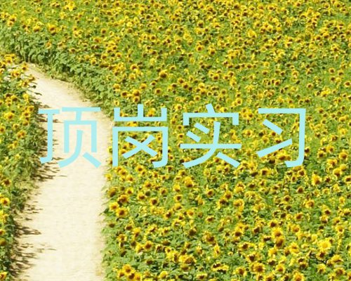 顶岗实习