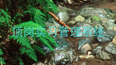 顶岗实习管理系统