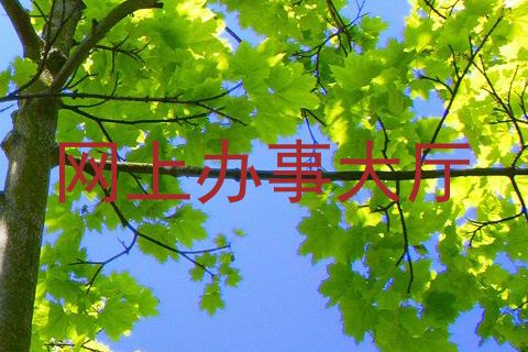 网上办事大厅