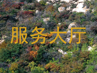 服务大厅