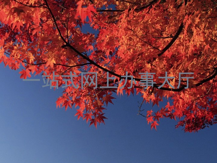 一站式网上办事大厅
