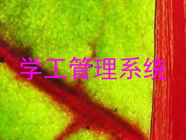学工管理系统