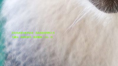 信息化迷雾中的导航者:高校选型的理性之光
关键词: 高校信息化、选型困境、UIAS、系