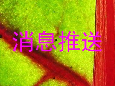 消息推送