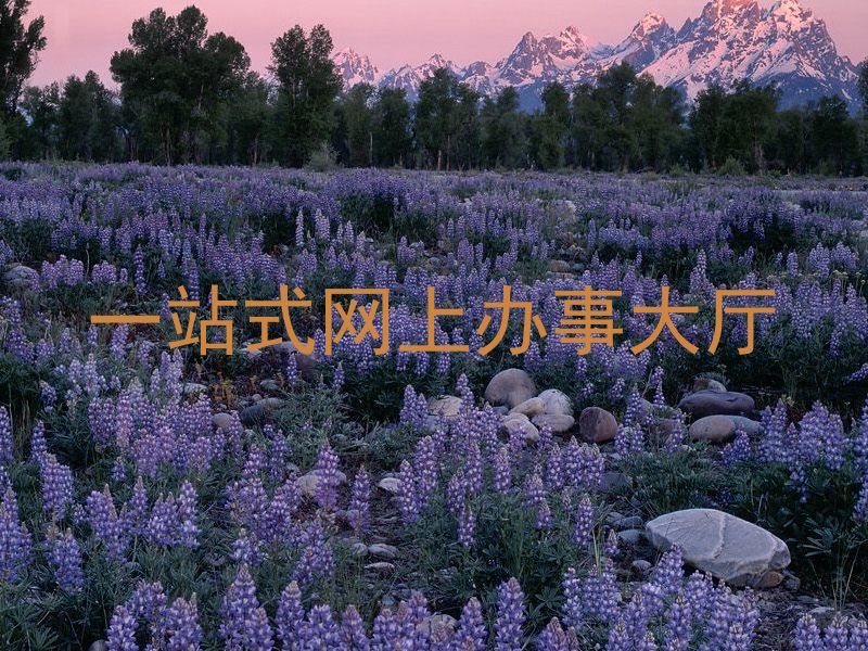 一站式网上办事大厅