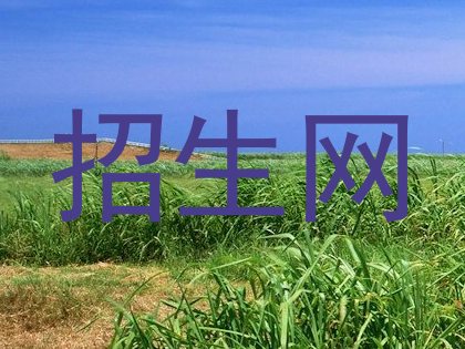招生网