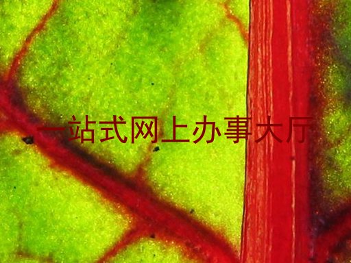 一站式网上办事大厅