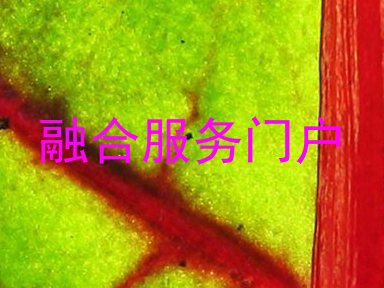 融合服务门户