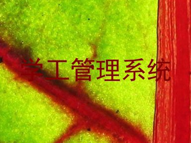 学工管理系统