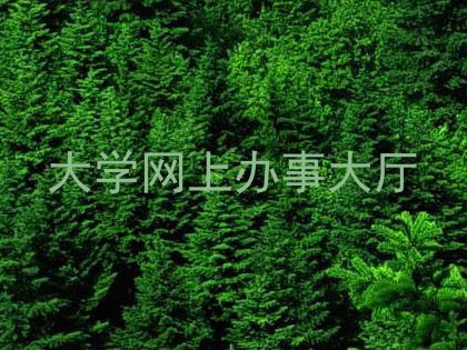 大学网上办事大厅