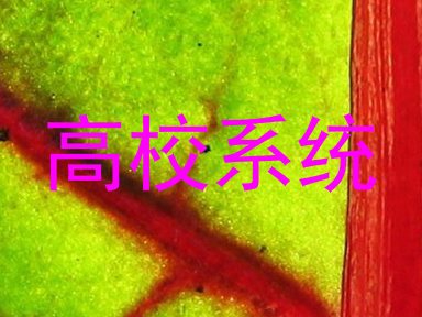高校系统