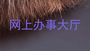 网上办事大厅
