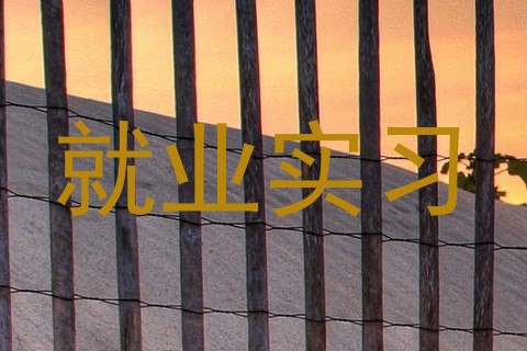 就业实习