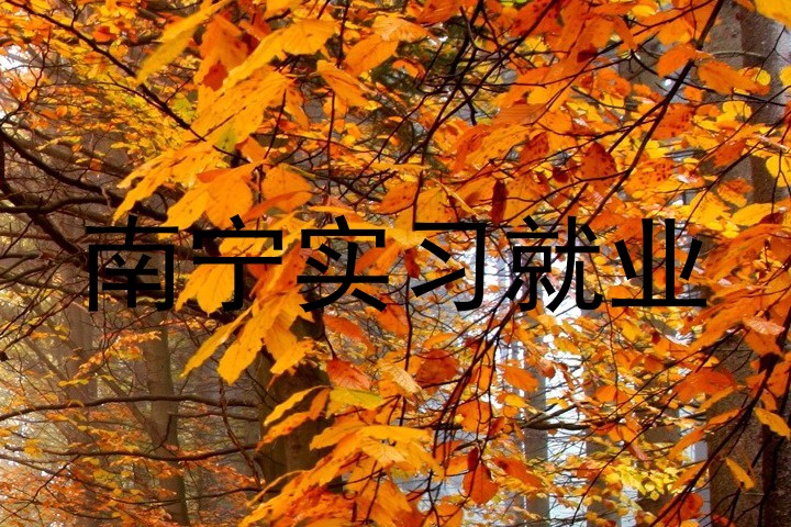 南宁实习就业