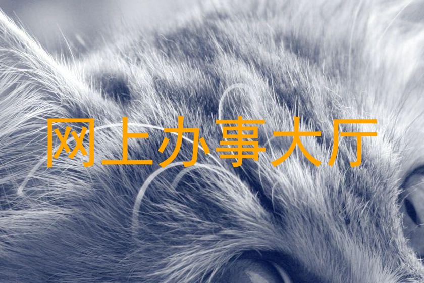 网上办事大厅