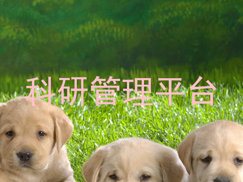 科研管理平台