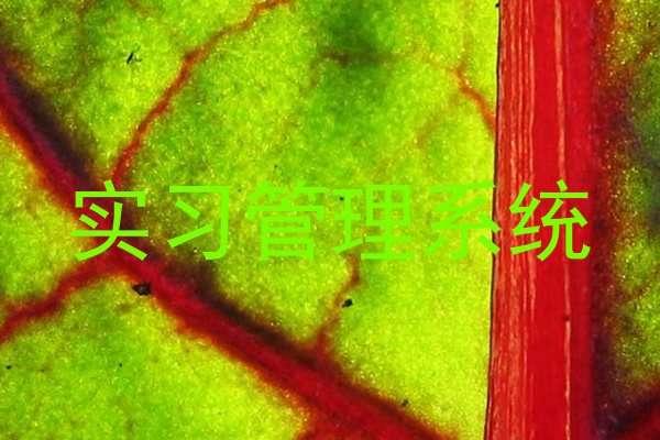 实习管理系统