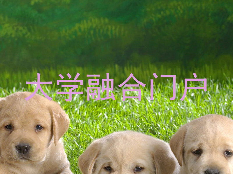大学融合门户