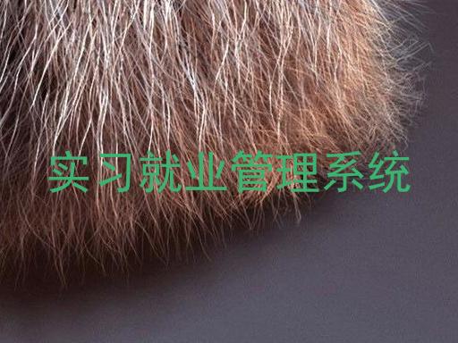 实习就业管理系统