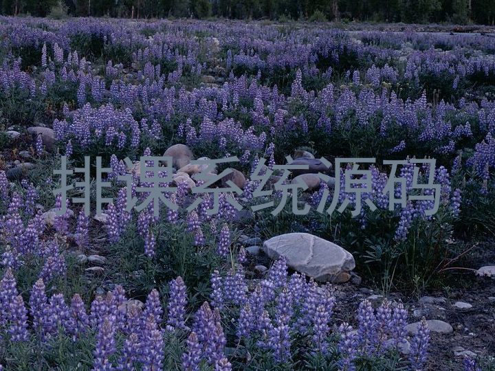 排课系统源码