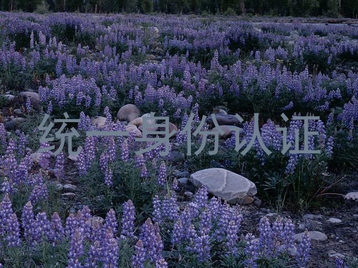 统一身份认证