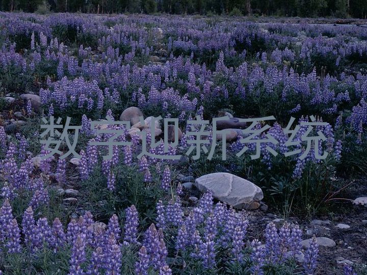 数字迎新系统