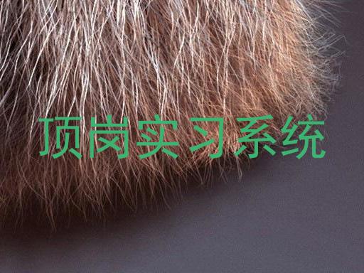 顶岗实习系统