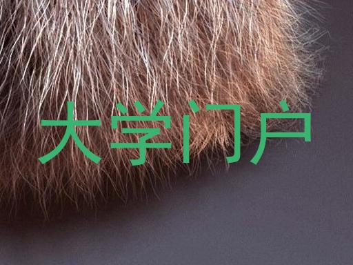 大学门户